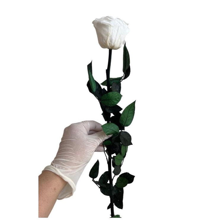 11 Mixed Long Stem Ecuardorian roses - Everlasting Blooms Vic