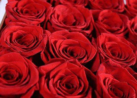Everlasting Blooms Red Square Rose Hat Box - Everlasting Blooms Vic