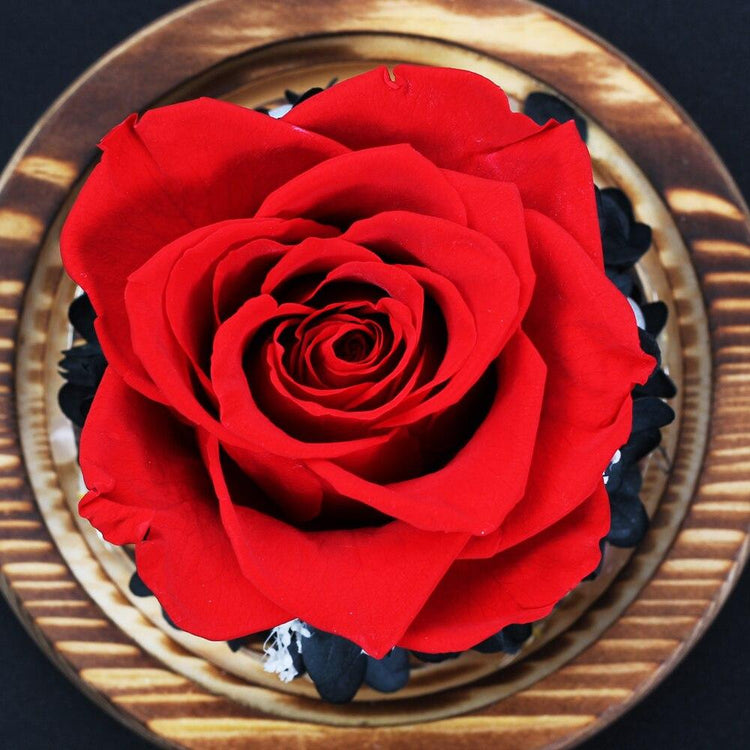 Red Louise Rose Dome LED.