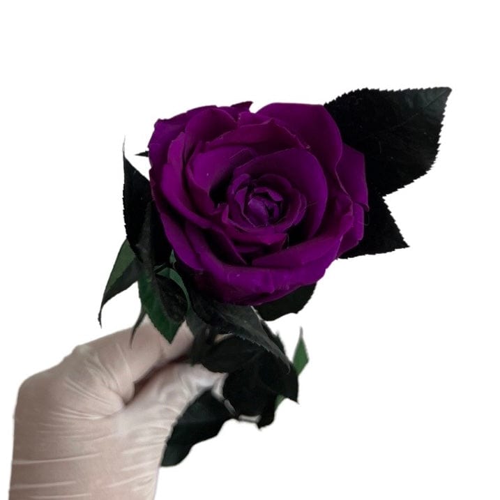 Long Stem rose with white hat box - Purple Queen.