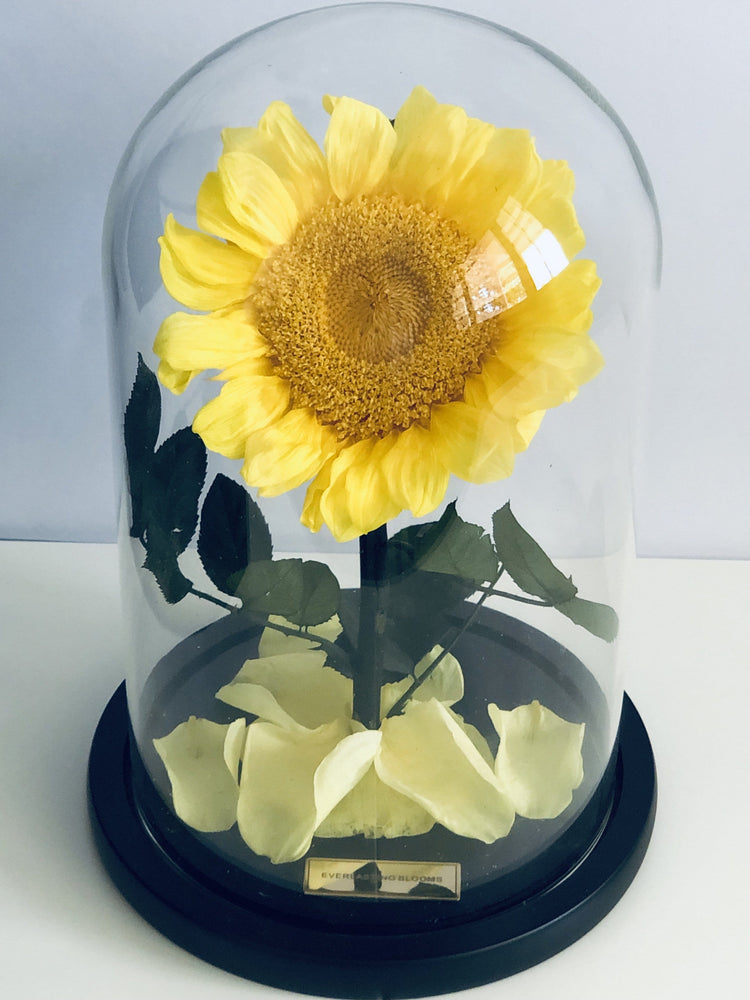 The Everlasting Sunflower.