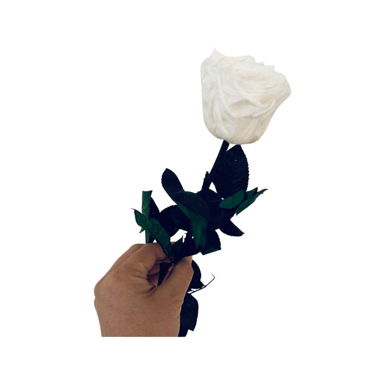 Long Stem rose with white hat box - White.