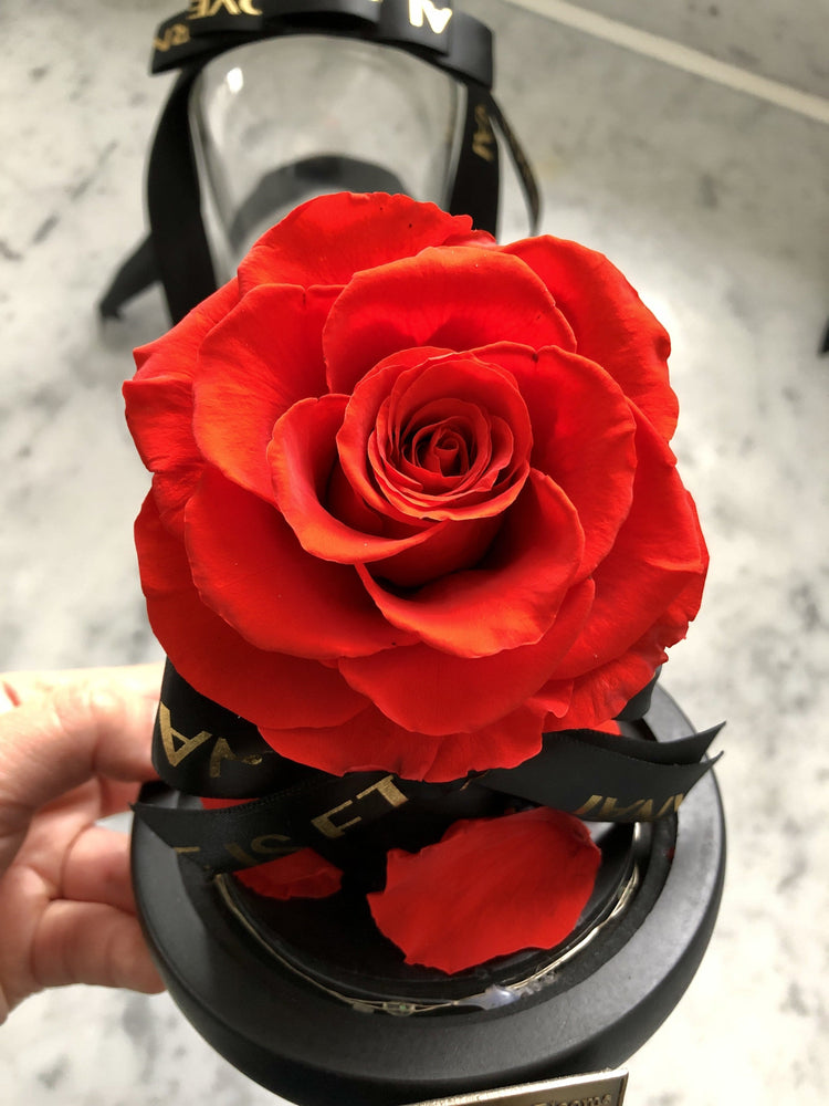 Lady Margaret Rose Dome LED.