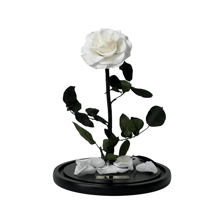 The Everlasting Rose - White.