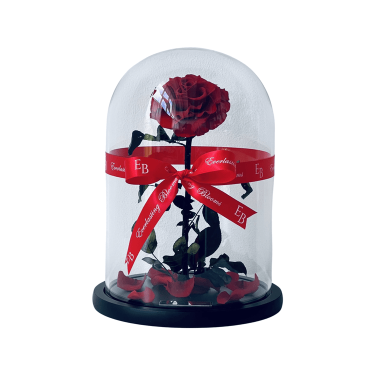 The Everlasting Rose - Red.