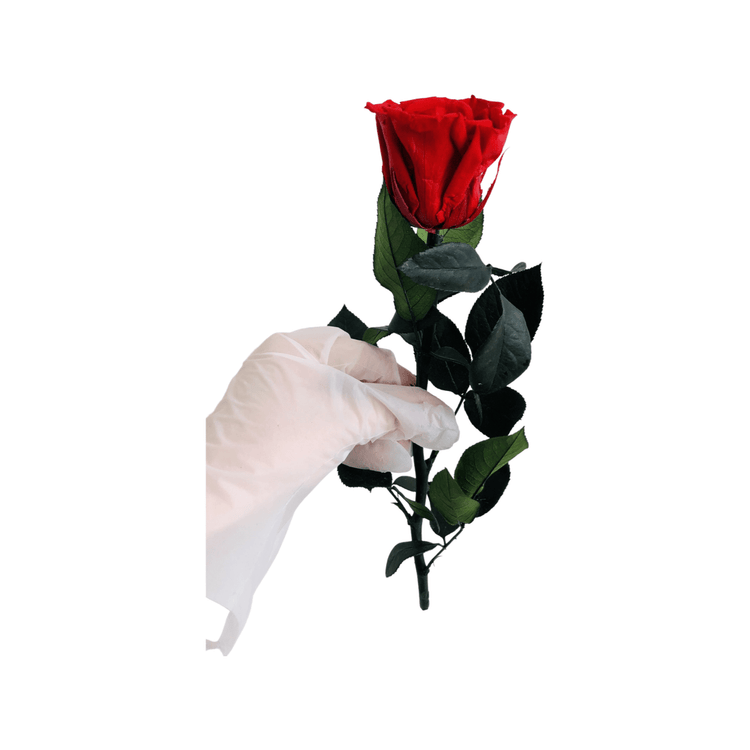 Long Stem rose - Red.
