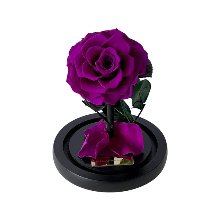 The Mini Everlasting Rose - Purple Queen.