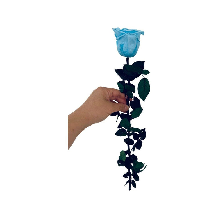 Long Stem rose with white hat box - Sky Blue.