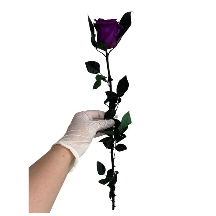 Long Stem rose with white hat box - Purple Queen.