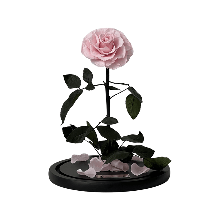The Everlasting Rose - Sakura Pink.