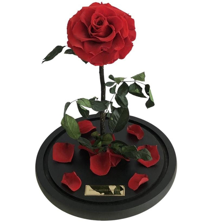 The Everlasting Rose - Red.