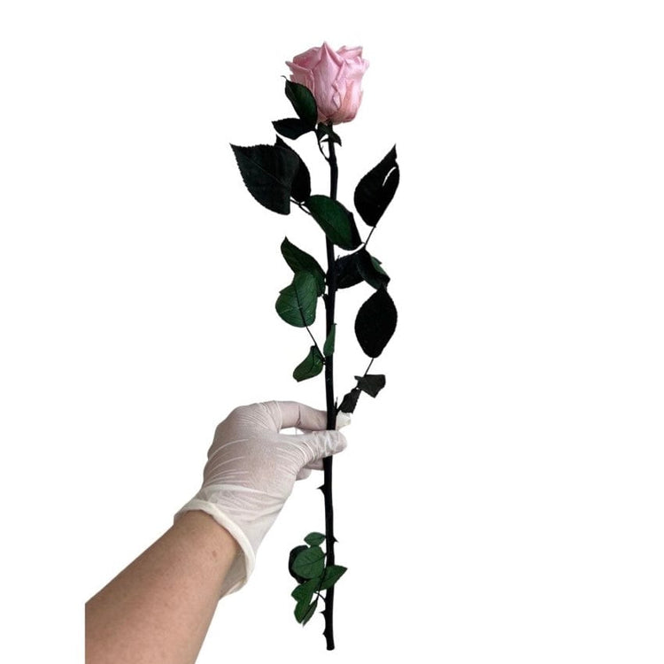 Long Stem rose with white hat box - Sweet Pink.