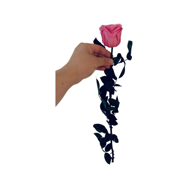 Long Stem rose with white hat box - Sakura Pink.