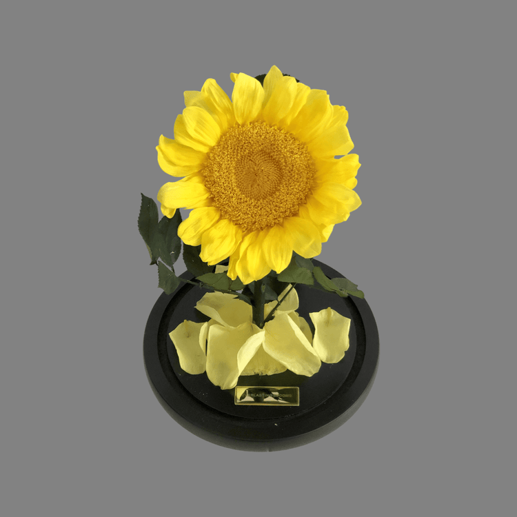 The Everlasting Sunflower.