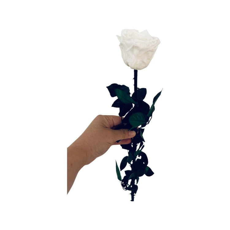 Long Stem rose with white hat box - White.