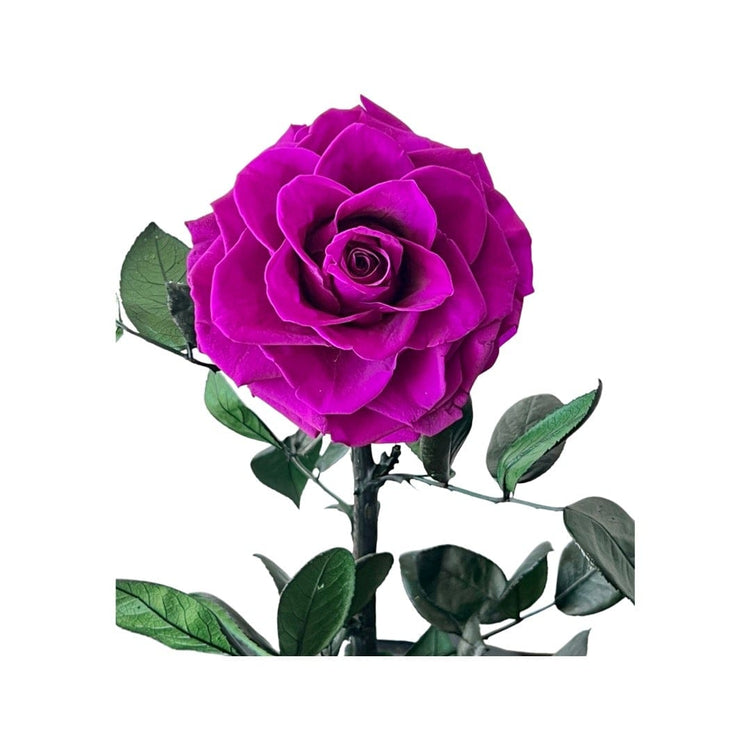 The Everlasting Rose - Purple Queen.