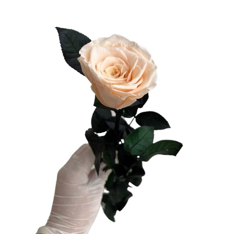 Long Stem rose with white hat box - Champagne.