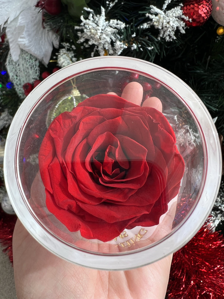My EB Rose.