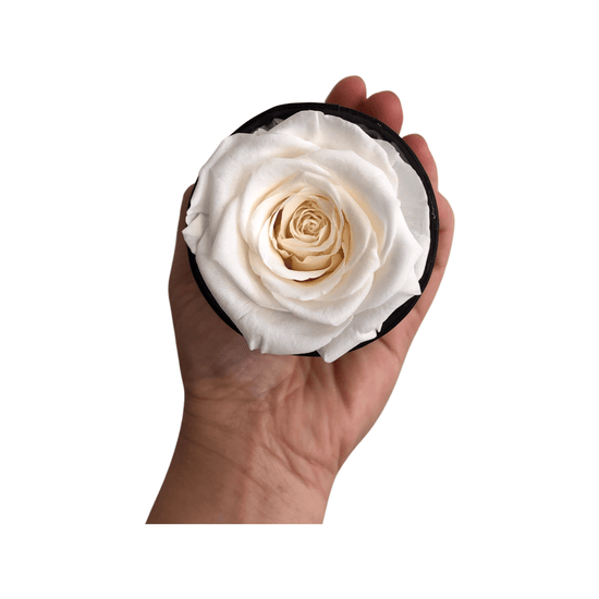 The Classic Bundle Set - White.