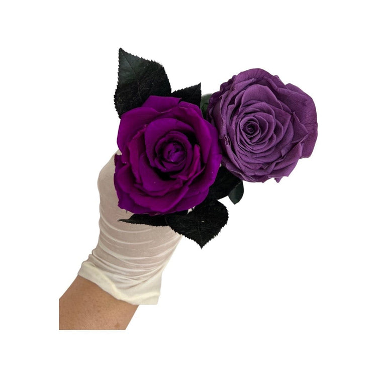 Long Stem rose with white hat box - Purple Queen.