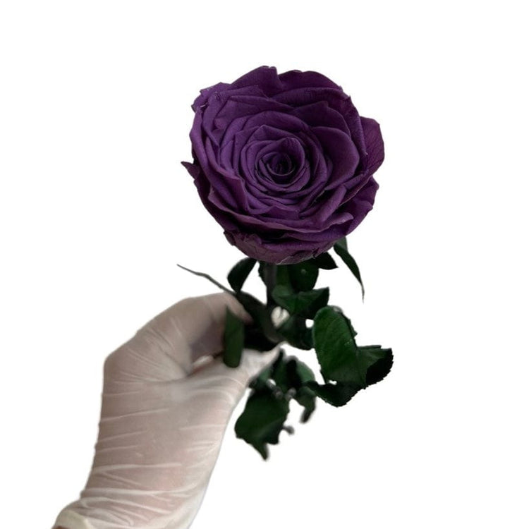 Long Stem rose with white hat box - Violet.