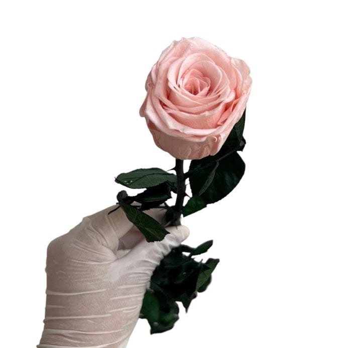 Long Stem rose with white hat box - Peach.