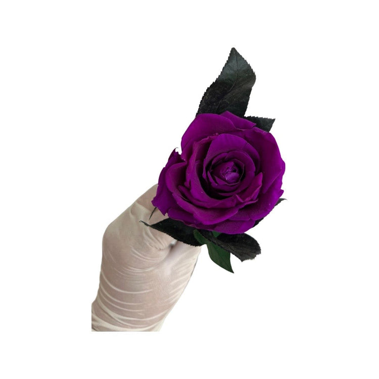 Long Stem rose with white hat box - Purple Queen.