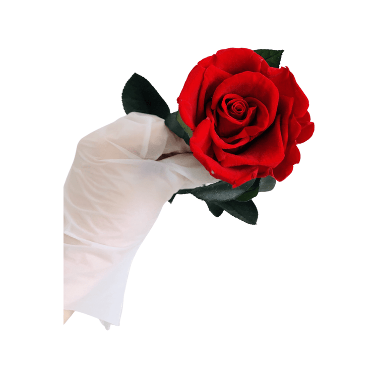 Long Stem rose - Red.