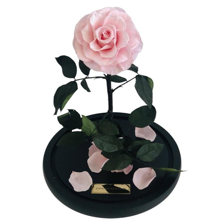 The Everlasting Rose - Sakura Pink.