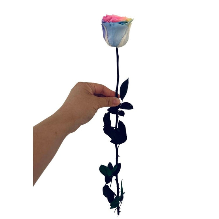 Long Stem rose with white hat box - Rainbow.