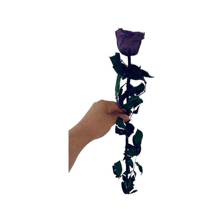 Long Stem rose with white hat box - Violet.