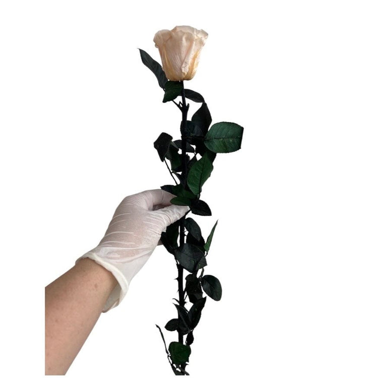 Long Stem rose with white hat box - Champagne.