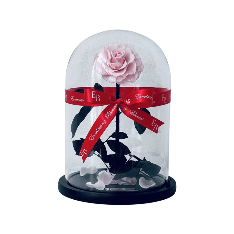 The Everlasting Rose - Sakura Pink.