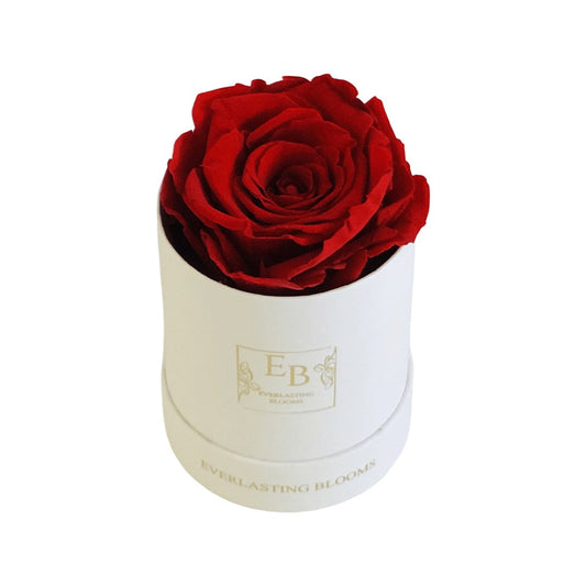 Le Mini Round Rose - red - Everlasting Blooms Vic