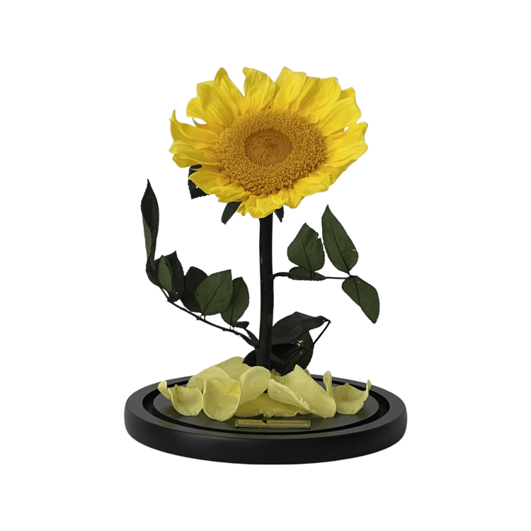 The Everlasting Sunflower.