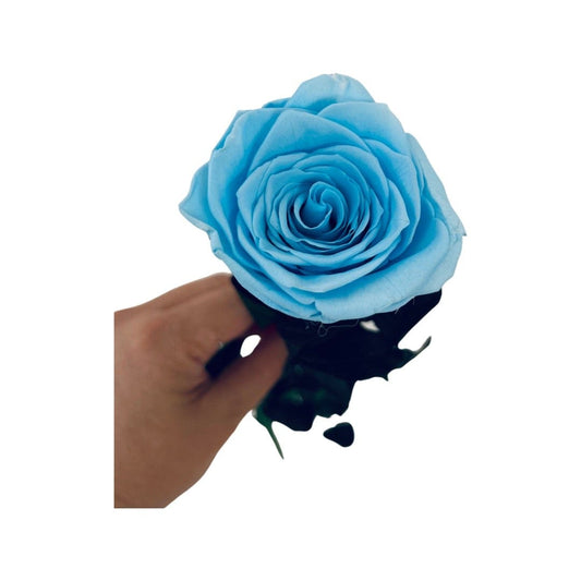 Long Stem rose with white hat box - Sky Blue.