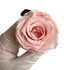 Long Stem rose with white hat box - Peach.