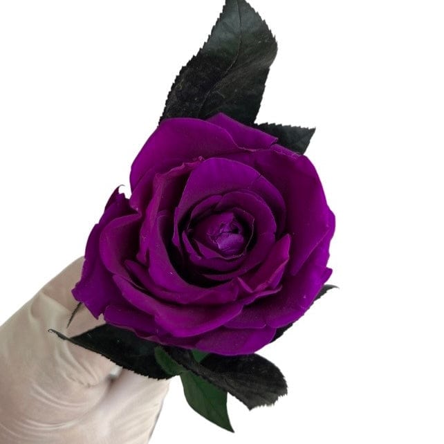 Long Stem rose with white hat box - Purple Queen.