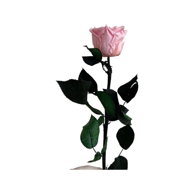 Long Stem rose with white hat box - Sweet Pink.