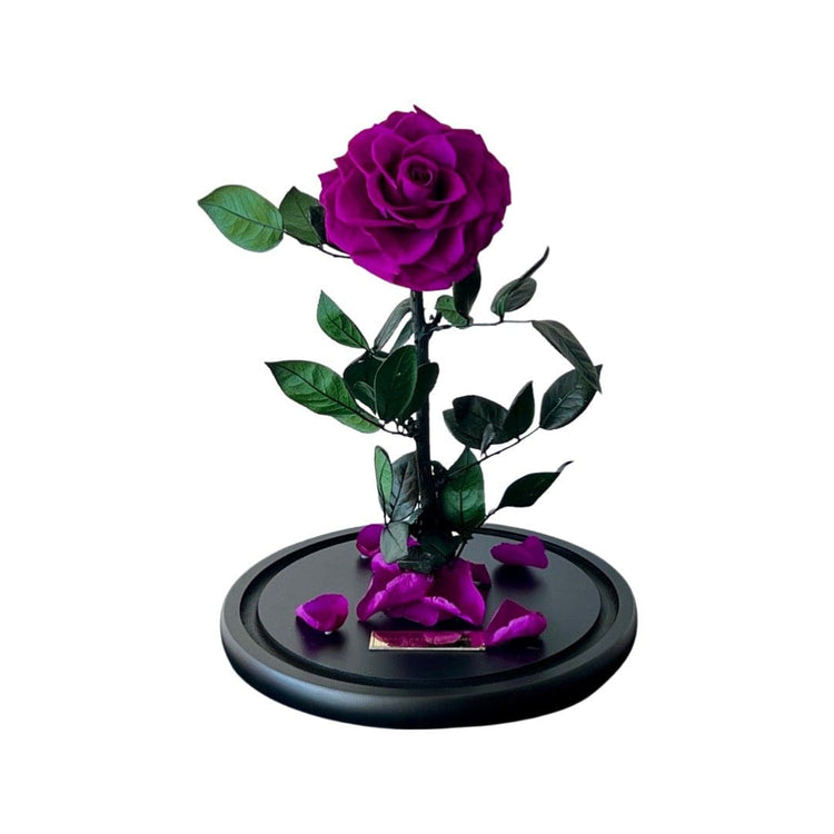 The Everlasting Rose - Purple Queen.