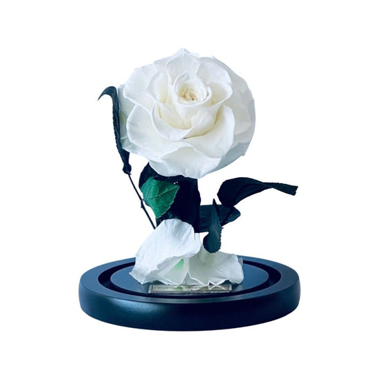 The Mini Everlasting Rose - White.