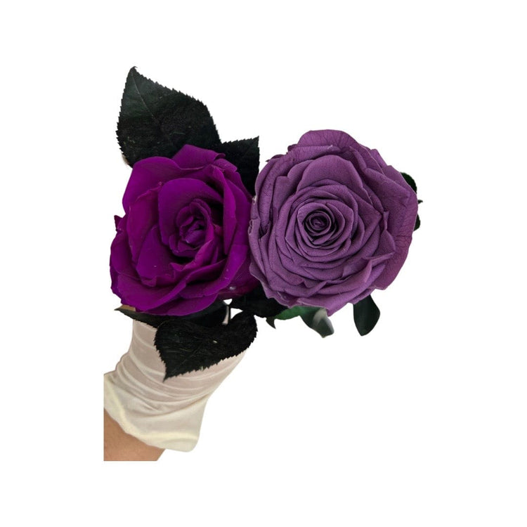 Long Stem rose with white hat box - Violet.