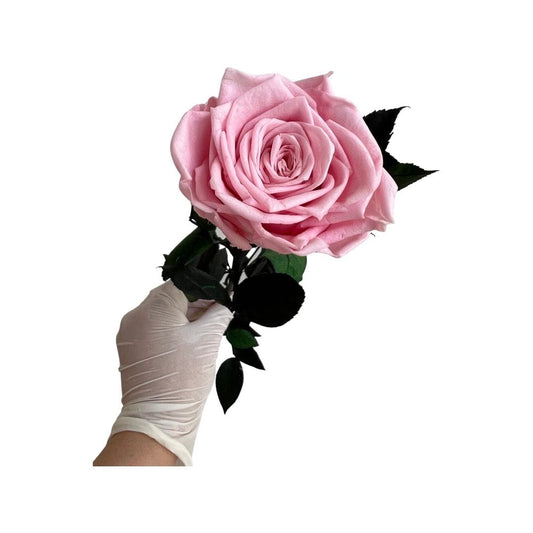 Long Stem rose with white hat box - Sweet Pink.