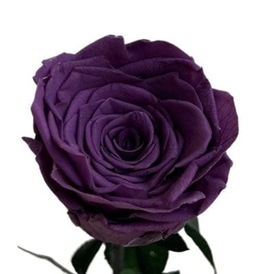 Long Stem rose with white hat box - Violet.