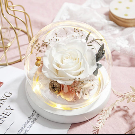 Morning Pearl Rose Dome with LED.