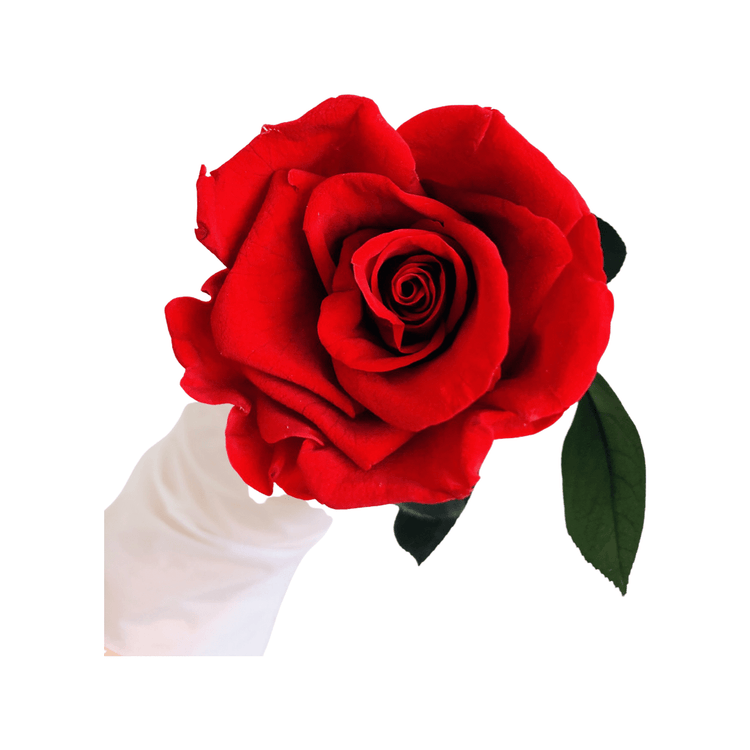 Long Stem rose - Red.