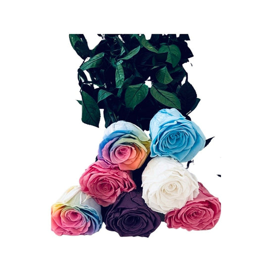 Long Stem rose with white hat box - Rainbow.
