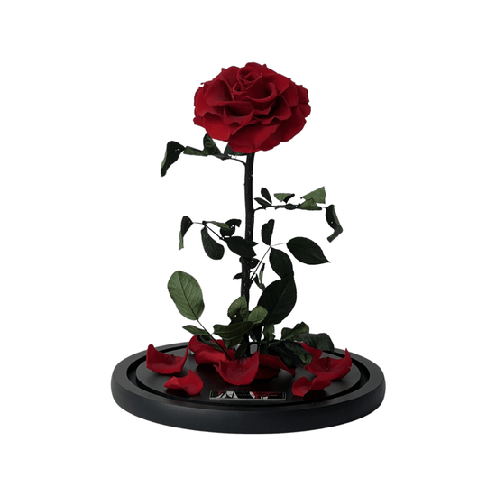 The Everlasting Rose - Red.
