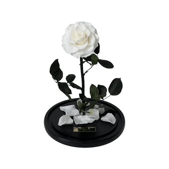 The Everlasting Rose - White.