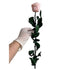 Long Stem rose with white hat box - Peach.